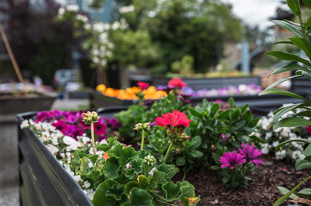 Cove garden flowers